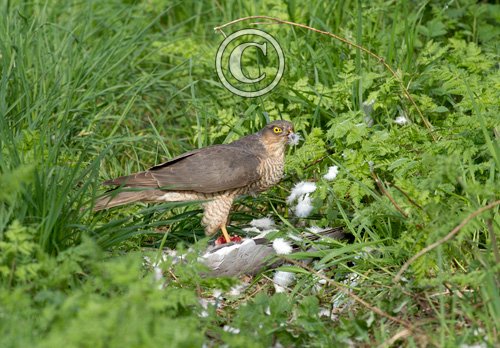 Sparrow Hawk on a Wood Pigeon DM1484